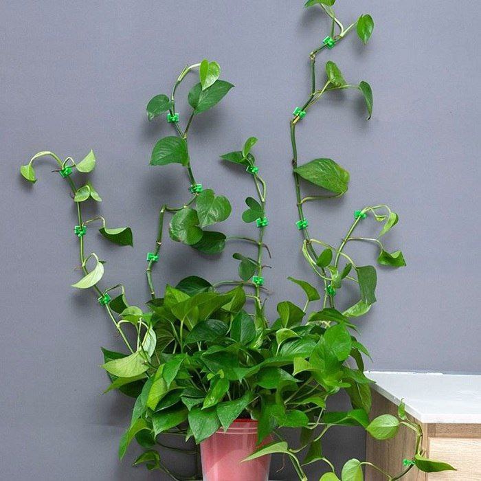Homegur  Plant Wall Clip (Set Of 30)