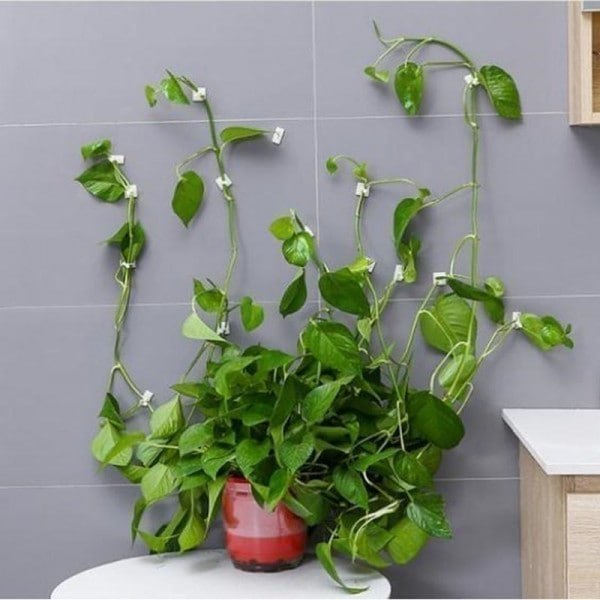 Homegur  Plant Wall Clip (Set Of 30)